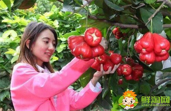 莲雾种植多久结果，莲雾种植条件管理技术(温度、密度)
