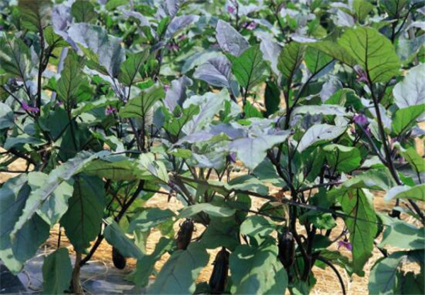 茄子的种植时间，茄子的最佳种植时间(初春、初秋)