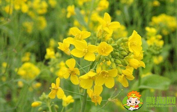 油菜花开花的部位是在哪里，油菜花和菜籽花一样吗