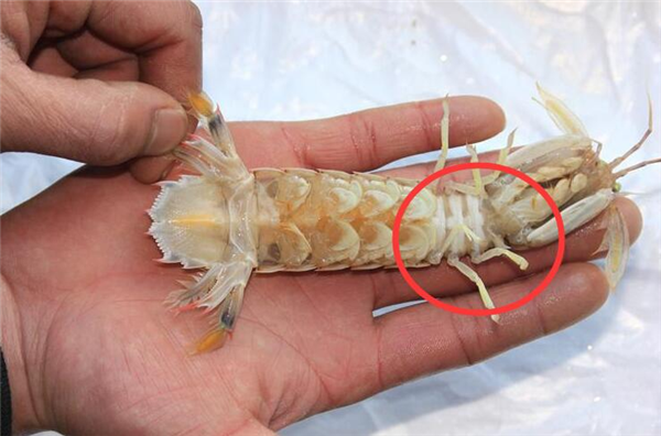 皮皮虾的选购方法，注重买活买亮买“王”者