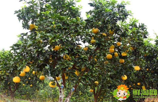 柚子在什么季节成熟最甜,不同柚子成熟的季节是几月(7种)