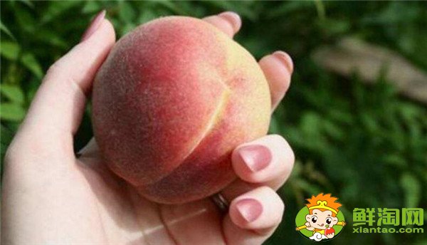 怀孕不能吃什么水果，怀孕能吃什么水果