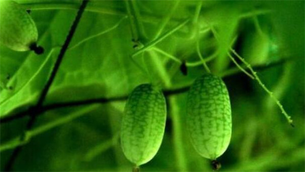 拇指西瓜怎么吃，拇指西瓜什么味道
