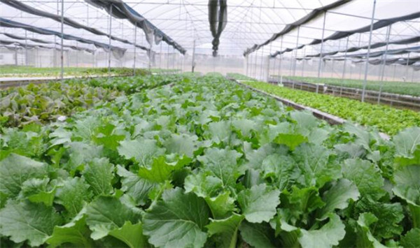 种植芥蓝需要注意什么，温度和光照要合理
