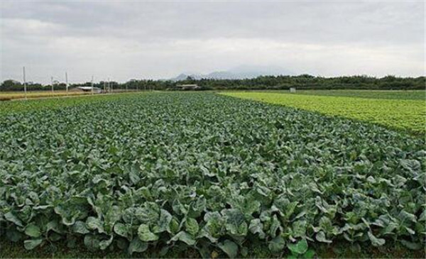 种植芥蓝需要注意什么，温度和光照要合理