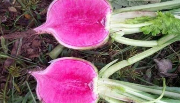 心里美萝卜种植技术，心里美萝卜种植要注重肥水管理