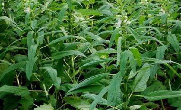 芝麻种植时间，芝麻播种方式