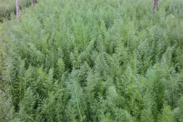 茴香种植时间和方法，茴香种植时间的春秋两季