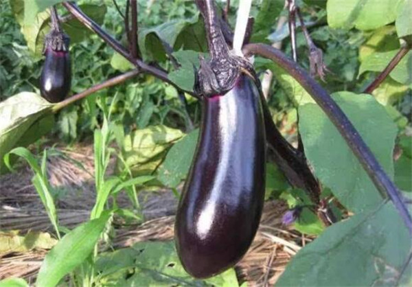 茄子的种植时间，茄子的最佳种植时间(初春、初秋)