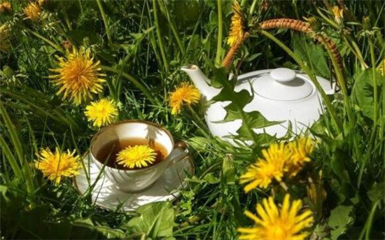 蒲公英茶可以天天喝吗(一周三次)，蒲公英根茶能长期喝吗