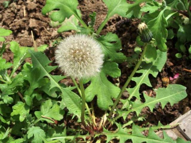 蒲公英茶应该怎么喝,蒲公英泡水一次放几根