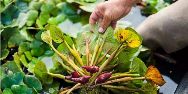菱角怎么种植，北方能种植菱角吗