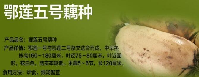 3537莲藕是什么品种，3735莲藕品种介绍