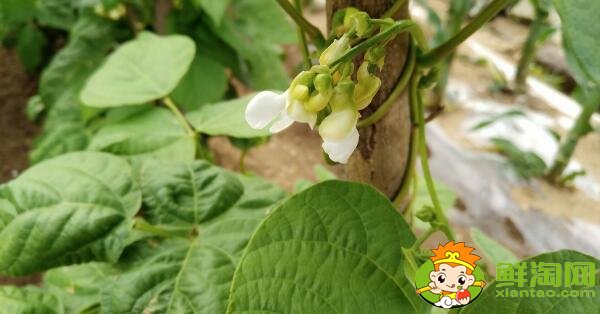 芸豆是什么季节成熟的蔬菜(夏季)，芸豆只开花不结果是什么原因