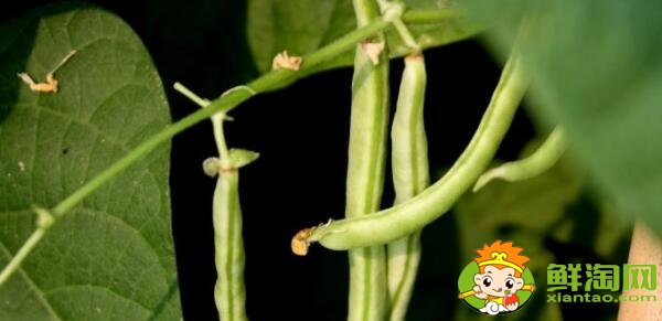 芸豆是什么季节成熟的蔬菜(夏季)，芸豆只开花不结果是什么原因