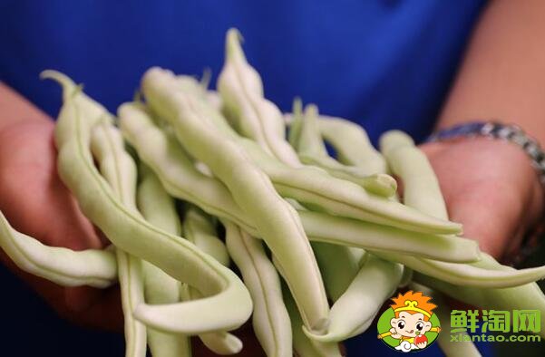 各种豆角图片和名称，适合北方种的各种豆角图片