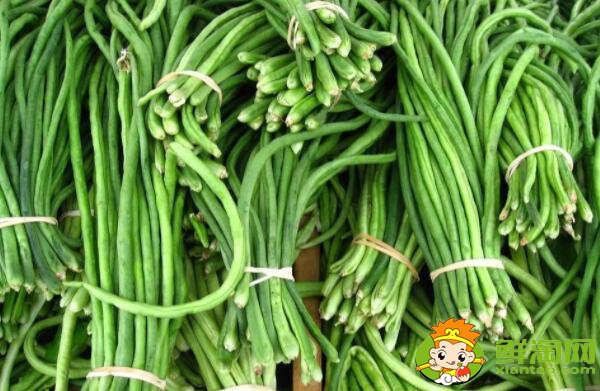 各种豆角图片和名称，适合北方种的各种豆角图片