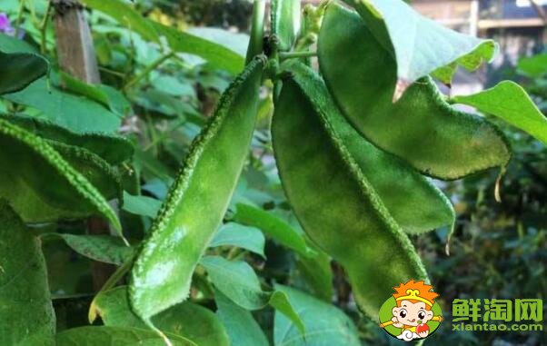 各种豆角图片和名称，适合北方种的各种豆角图片