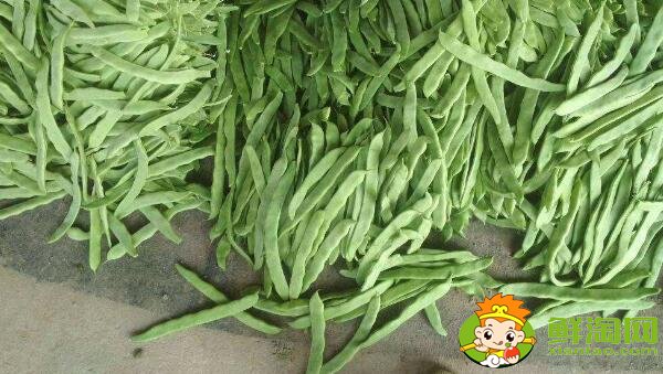 芸豆长什么样，芸豆品种图片大全