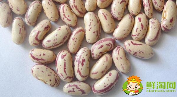 芸豆长什么样，芸豆品种图片大全