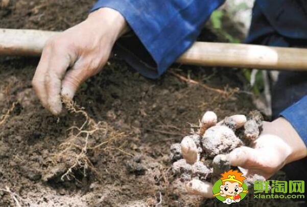 山药和淮山怎么区分，挖野生淮山的方法