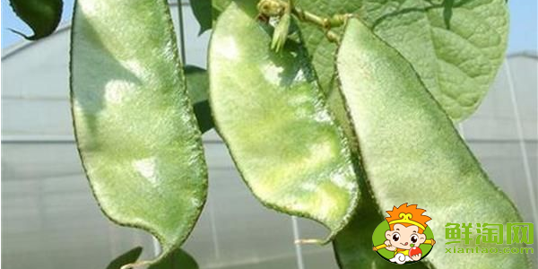 有点像刀豆的是什么豆，比刀豆宽的是什么菜