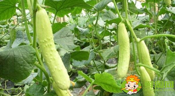 耐热黄瓜品种有哪些,耐热黄瓜最好的新品种