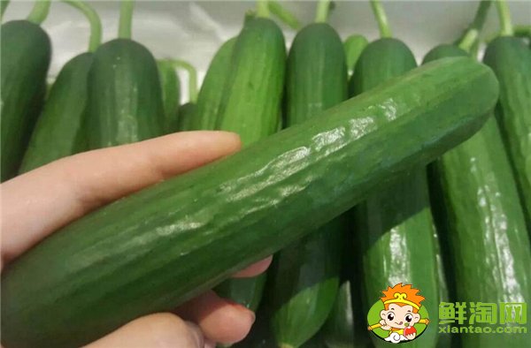夏季种黄瓜选择什么品种好，7一8月适合种什么品种的黄瓜