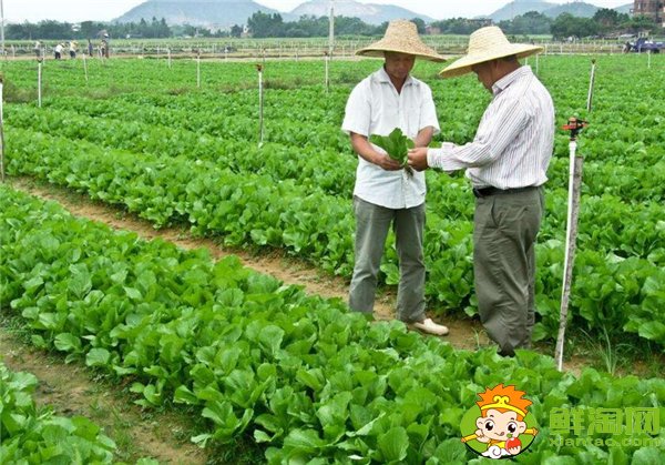 夏季种黄瓜选择什么品种好，7一8月适合种什么品种的黄瓜