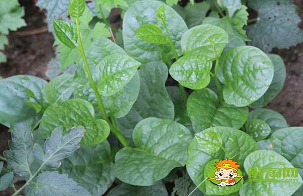 大叶木耳菜如何催芽,木耳菜种子催芽方法五种方法