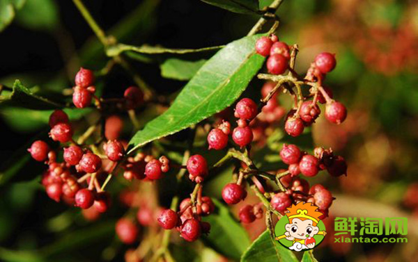 花椒树叶片上有刺吗,花椒怎么摘不扎手