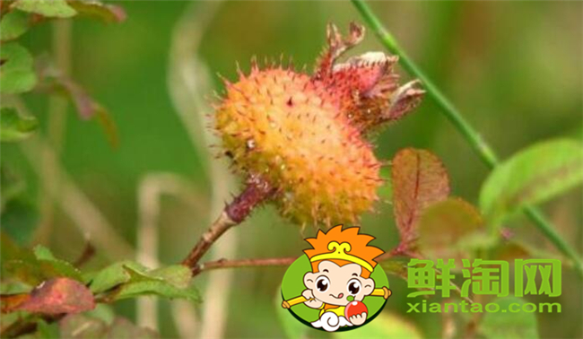 刺梨子泡酒能泡几年可以吗，刺梨子泡酒的正确方法
