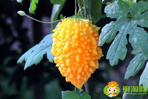 金铃子又叫什么,金铃子怎么多结果