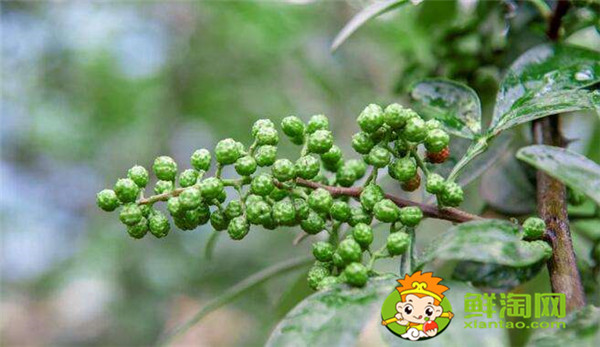 青花椒什么季节成熟，花椒籽什么时候采最适宜