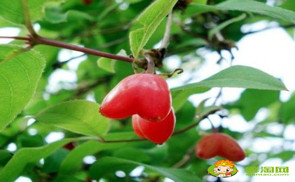 杈杷果陕西可以种吗,杈杷果可以大规模种植吗