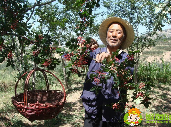 花椒怎么采摘比较好，花椒怎么采摘最快