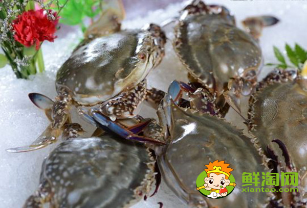 梭子蟹是淡水还是海水里的，为什么梭子蟹用海水也养不活呢