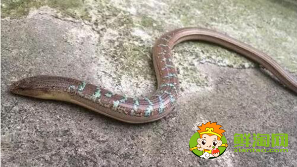 山黄鳝在山上生活么，山黄鳝和黄鳝的区别