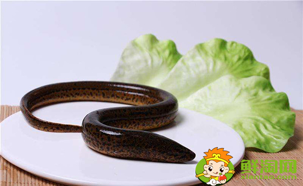 山黄鳝有毒吗，山黄鳝与水黄鳝的区别