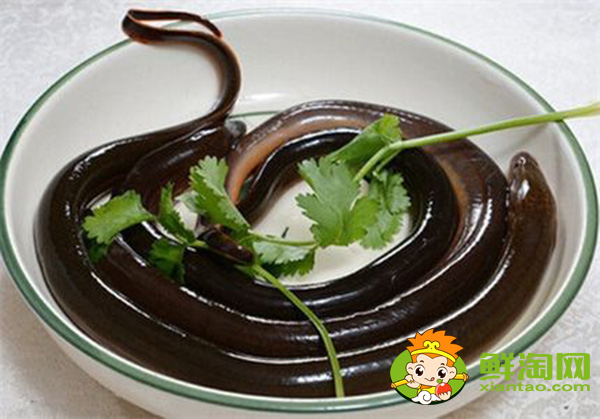 一天钓黄鳝最佳时间，山鳝鱼与鳝鱼有什么不同