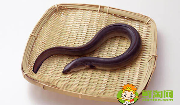 缅甸黄鳝为什么便宜，缅甸黄鳝和大陆黄鳝区别