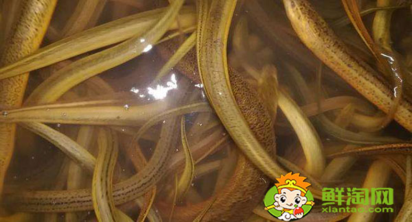 缅甸黄鳝为什么便宜，缅甸黄鳝和大陆黄鳝区别