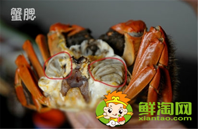 大闸蟹怎么吃新手，大闸蟹不能吃的部位图