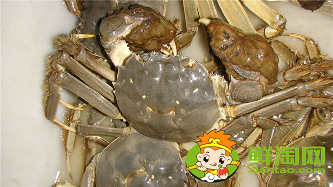 黄河口大闸蟹蒸多久，黄河口大闸蟹怎么存放