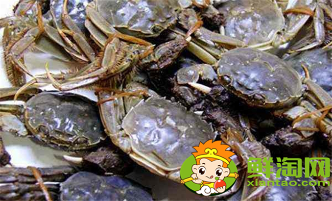 黄河口大闸蟹蒸多久，黄河口大闸蟹怎么存放