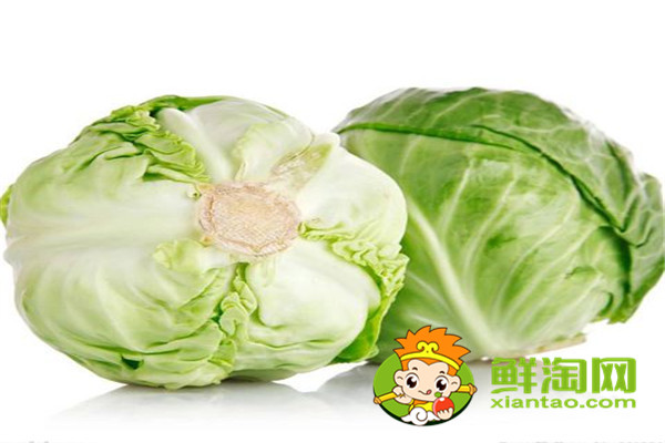 包菜哪个品种好,进口包莱种子有哪些
