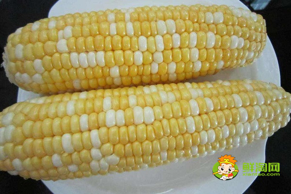 烤箱烤玉米可以不煮吗,火烤玉米要多久