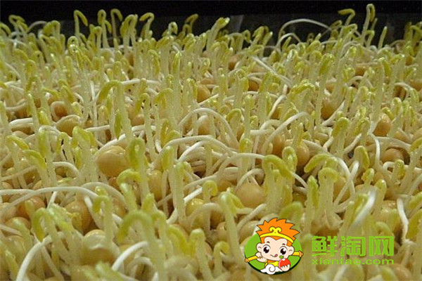 做豆浆黄豆必须泡吗，在家怎么发黄豆芽