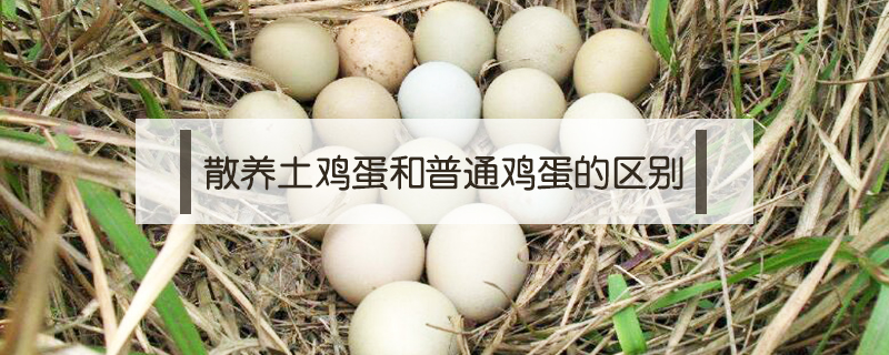 散养土鸡蛋和普通鸡蛋的区别