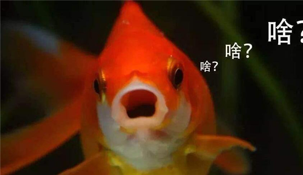 金鱼的记忆真的只有七秒吗，为什么说金鱼的记忆只有七秒